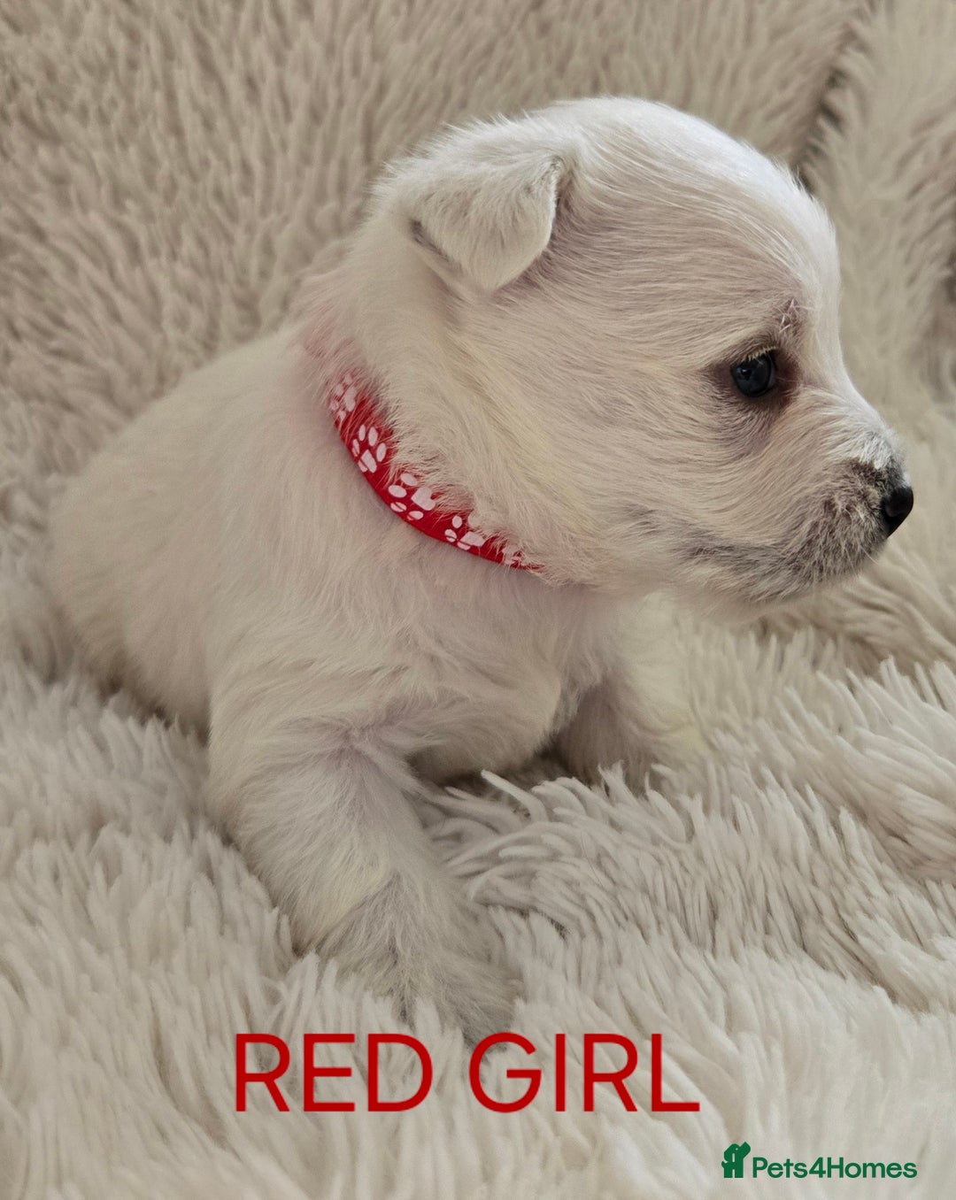 West Highland Terrier dogs for sale: STUNNING WEST HIGHLAND TERRIER PUPPIES  - Image 12