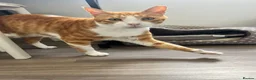 Mixed Breed cats for adoption: Extremely Affectionate Indoor Rescue Louie - Advert 6