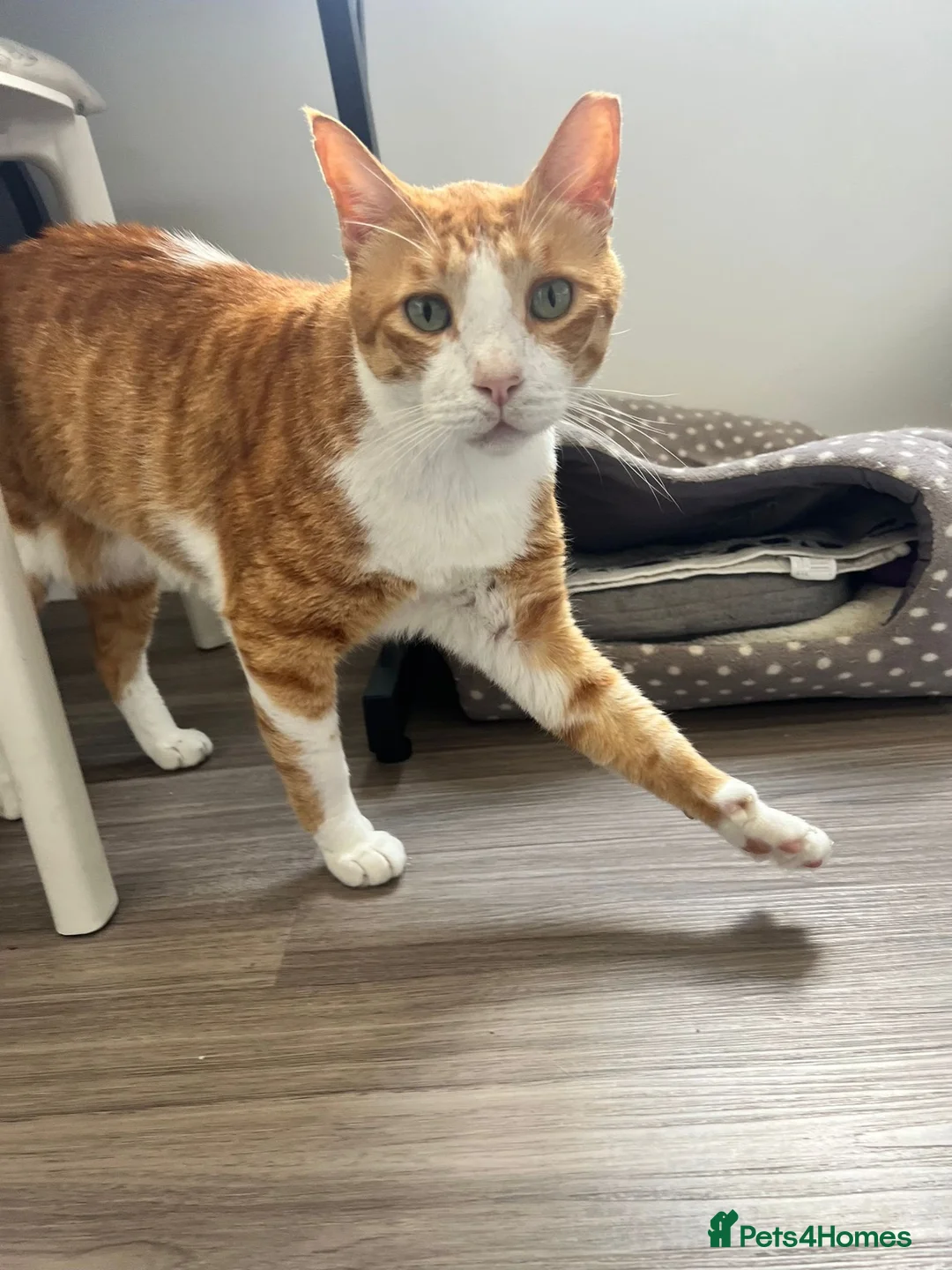 Mixed Breed cats for adoption: Extremely Affectionate Indoor Rescue Louie - Advert 6