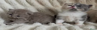 British Shorthair 5