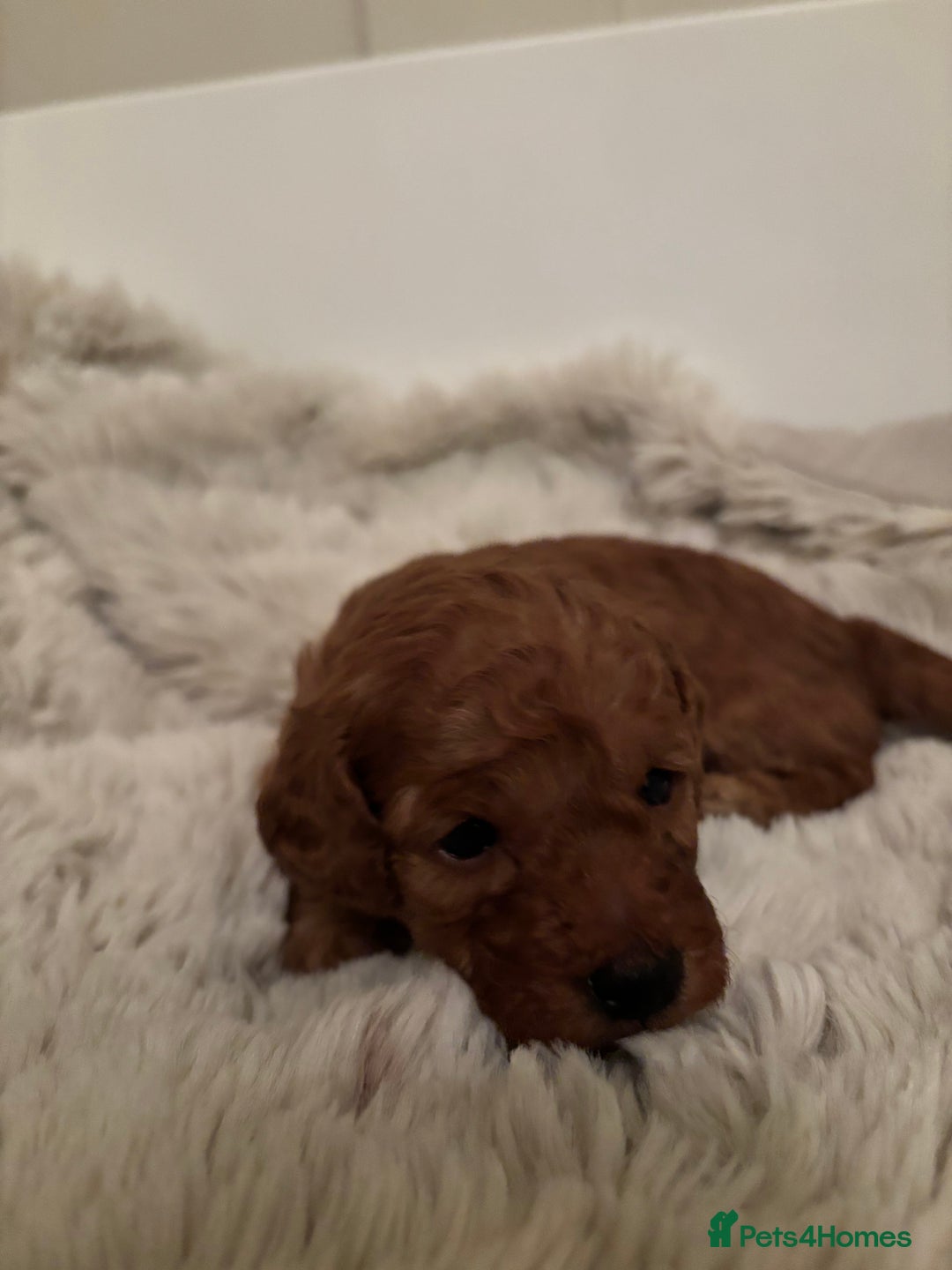 Cavapoo dogs for sale: Extensively health tested F1b Red Cavapoo’s - Advert 3