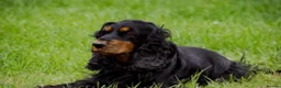 Cocker Spaniel dogs for sale: show type cocker spaniel puppy’s  - Advert 4