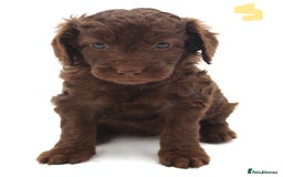 Australian Labradoodle dogs for sale: 🧡💚💙Unique Phantom &  Brown & Tuxedo 💙💚🧡 - Image 14