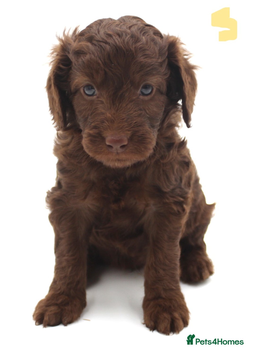 Australian Labradoodle dogs for sale: 🧡💚💙Unique Phantom &  Brown & Tuxedo 💙💚🧡 - Image 14