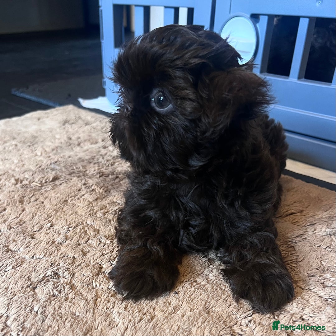 Shih Tzu dogs for sale: Stunning KC chocolate imperial Shihtzu puppies - Image 14