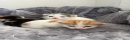 Mixed Breed cats for sale: 5 mixed breed kittens looking for a forever home - Advert 7