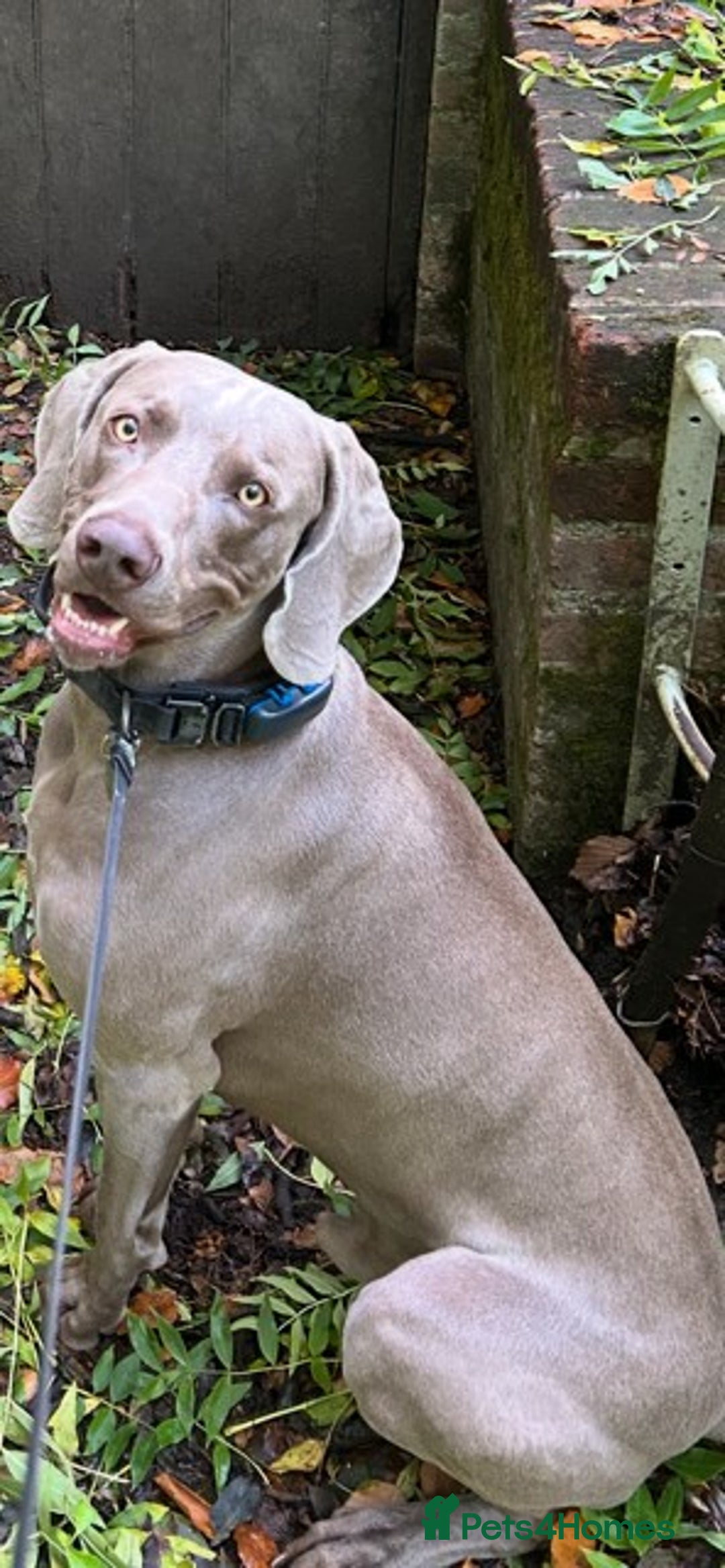 Weimaraner dogs for stud: Stunning, Healthy Stud - Advert 13