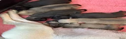 Pug dogs for sale: Beautiful Home-Reared Pug Puppies  Ready 25th June - Advert 13