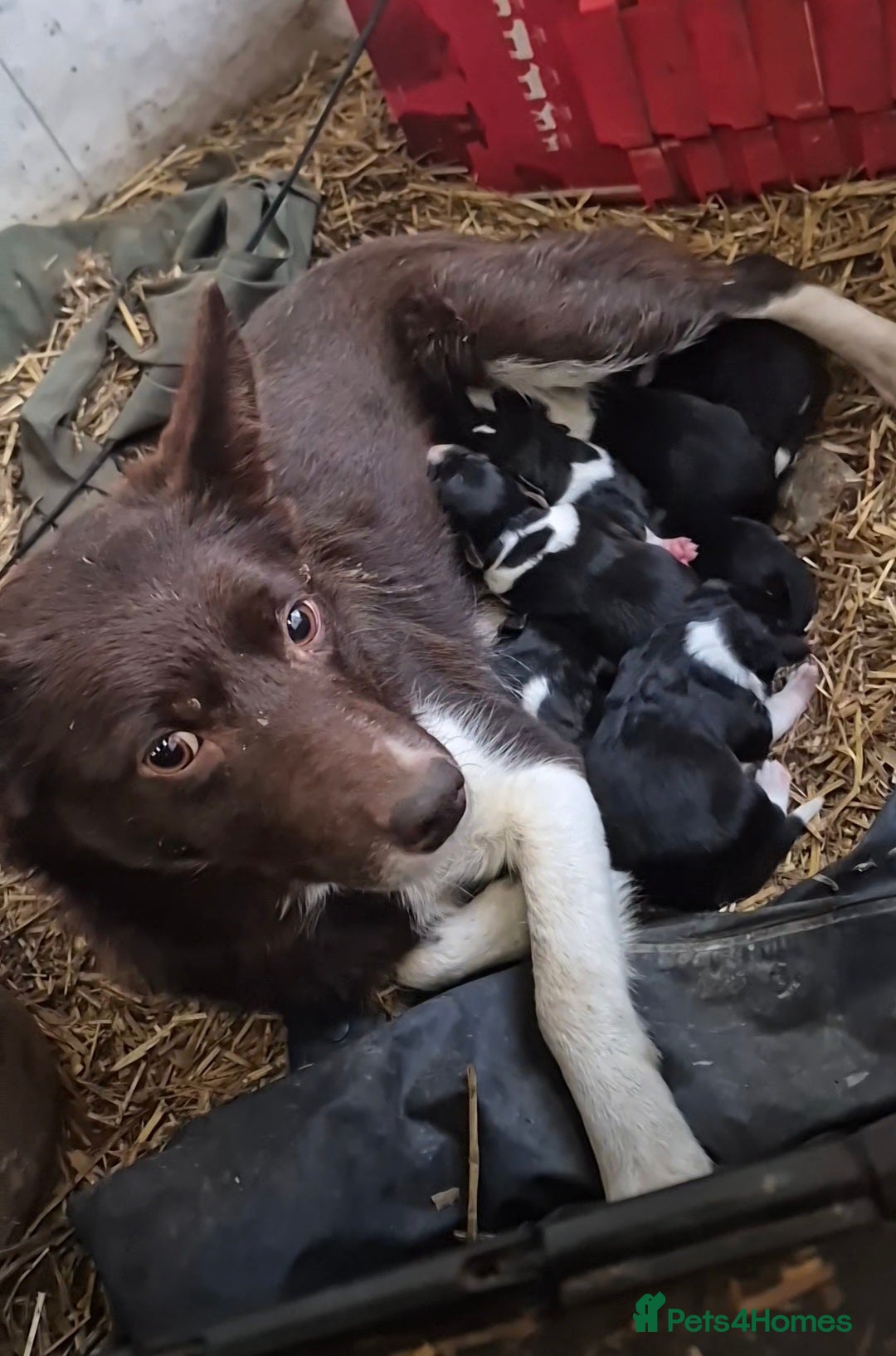 Border Collie dogs for sale: Border Collie Pups - Advert 2