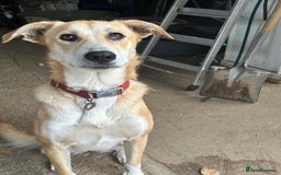 Mixed Breed dogs for adoption: Cristina - Norwich Norfolk  - Image 25