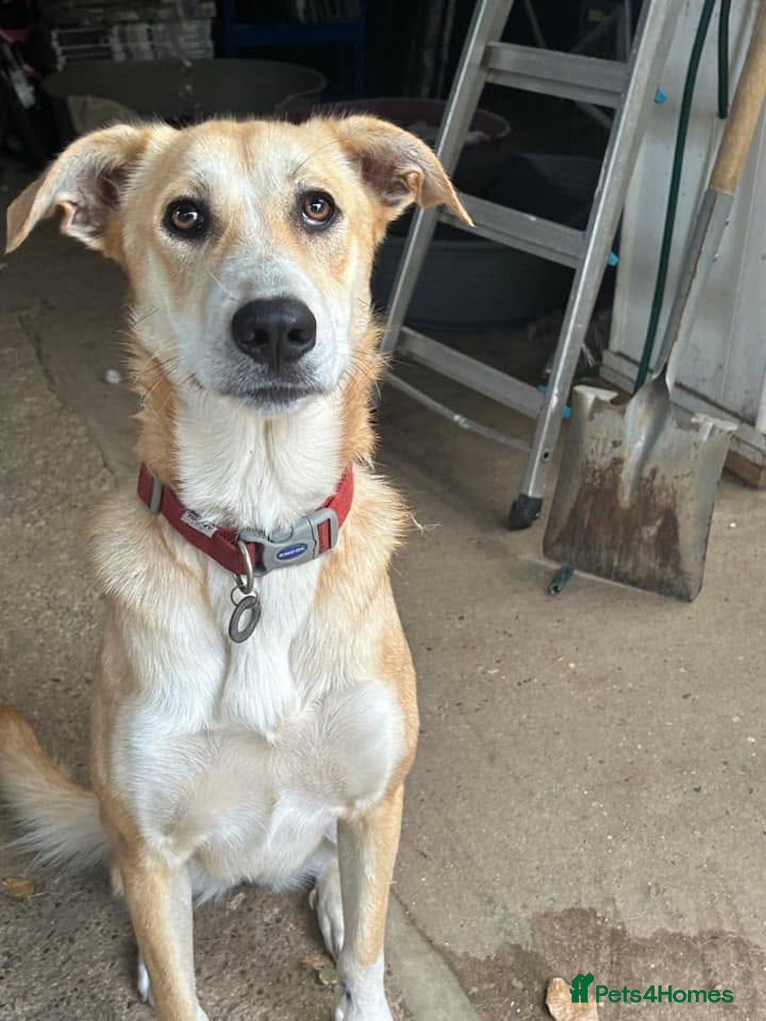 Mixed Breed dogs for adoption: Cristina - Norwich Norfolk  - Image 25