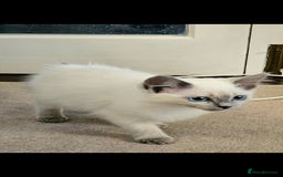 Ragdoll cats for sale: Champion dad Pedigree ragdolls GCCF  - Image 3