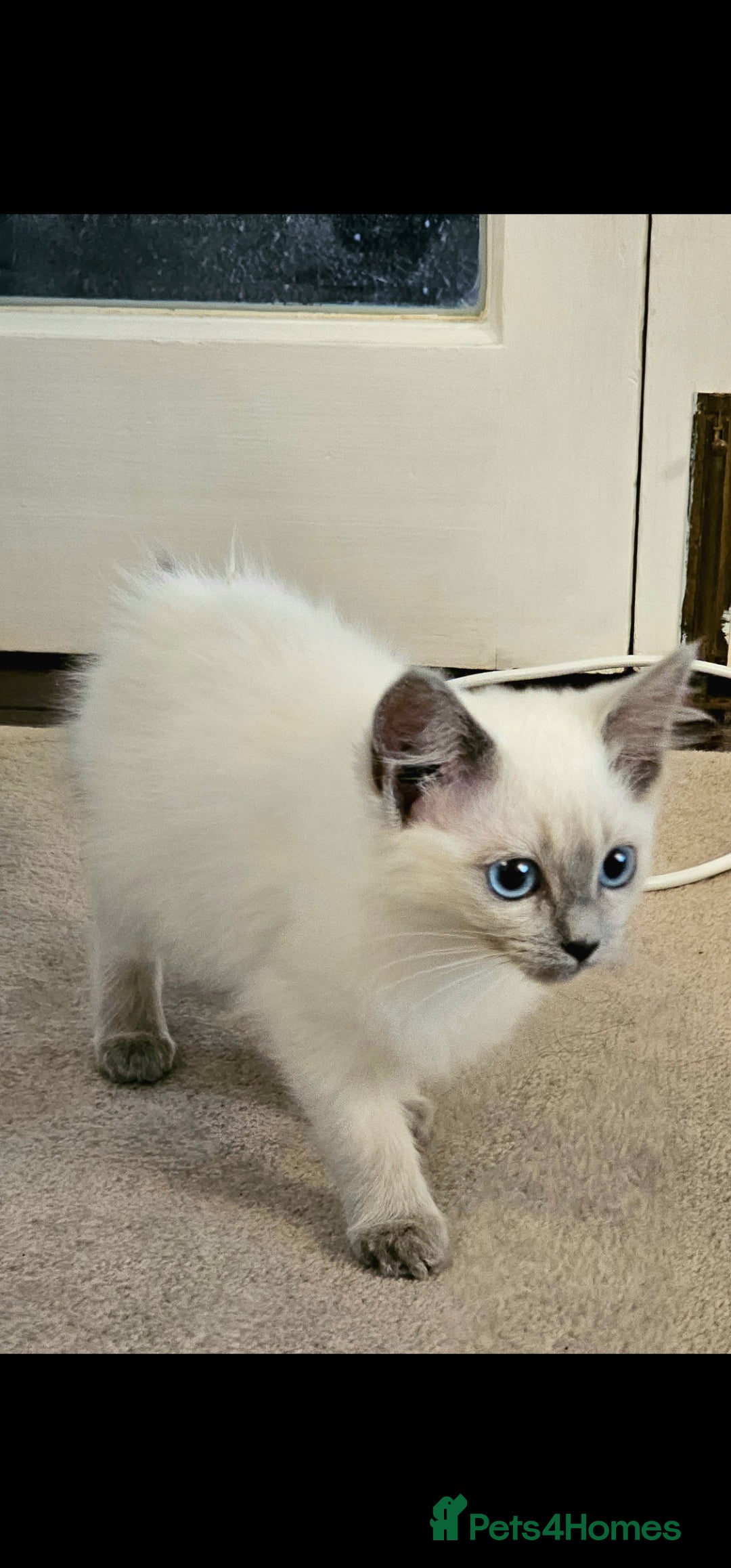 Ragdoll cats for sale: Champion dad Pedigree ragdolls GCCF  - Image 3