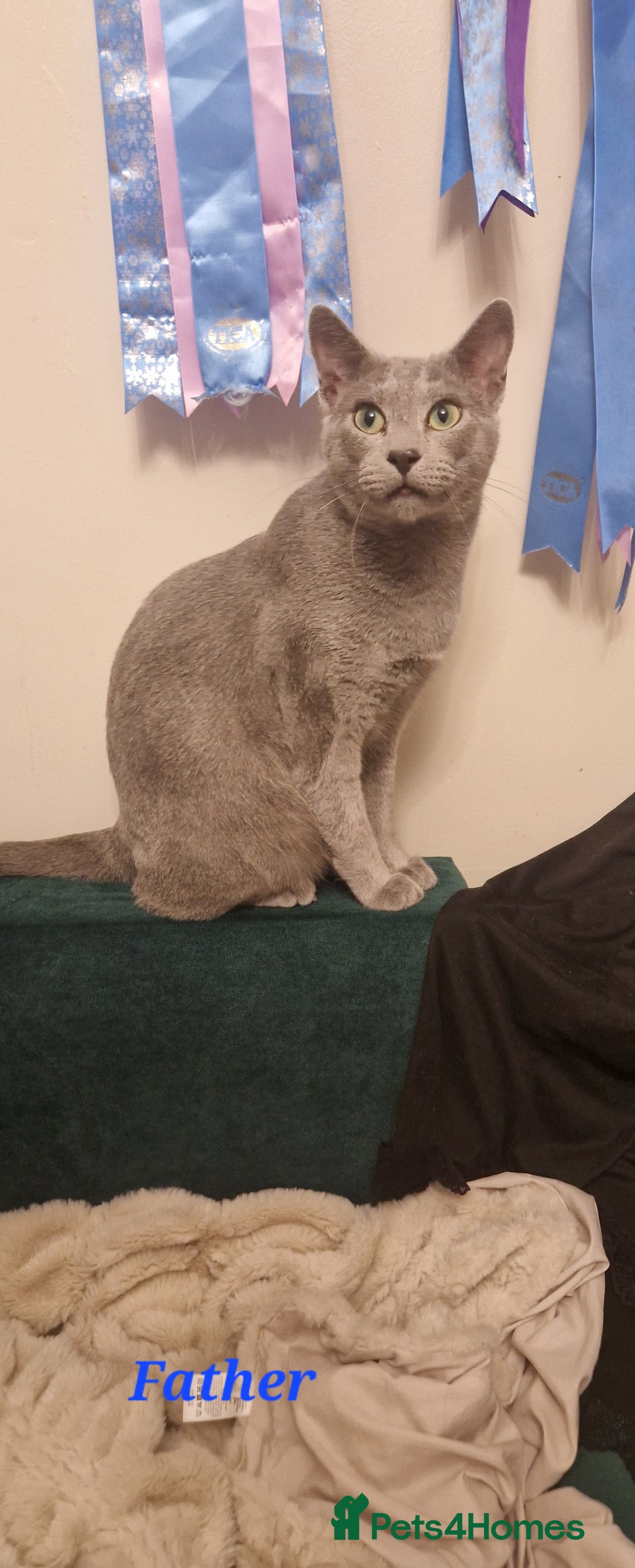 Russian Blue cats for sale: Amazing Russian Blue kittens 💙 - Advert 18