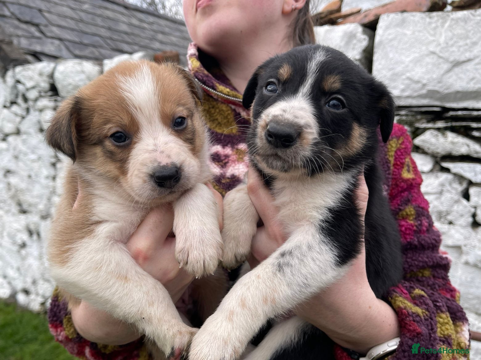 Mixed Breed dogs Gorgeous border collie cross puppies  in Llanrwst - Advert 1