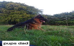 German Shepherd dogs for sale: German shepherd pups for sale  - Image 11