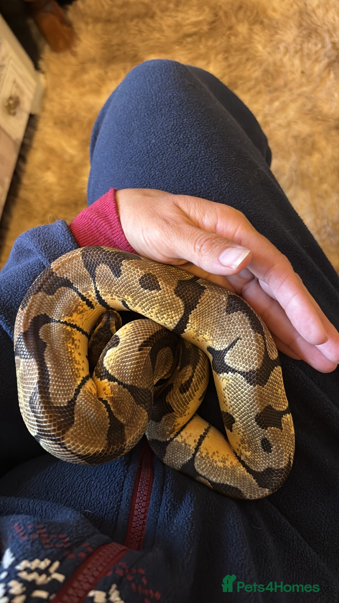 Python Snake reptiles for sale: Ball python  - Advert 2