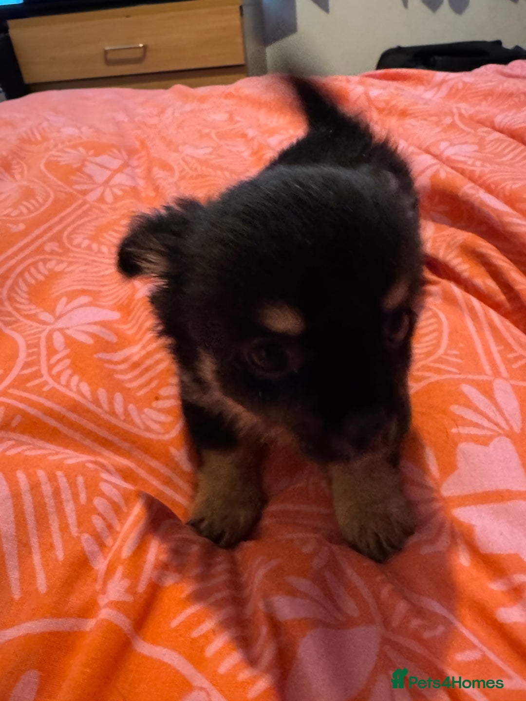 Chihuahua dogs for sale: chocolate boy black n tan boy creamish girl  - Advert 14