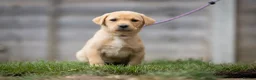 Labrador Retriever dogs for sale: KC registered Working Line Yellow Labrador Puppies in King's Lynn - Advert 4
