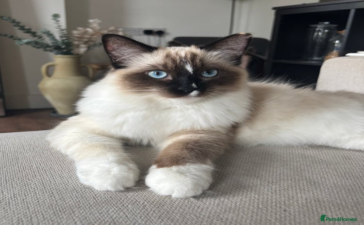 Ragdoll cats Beautiful 9-Month-Old Indoor Ragdoll - Advert 5