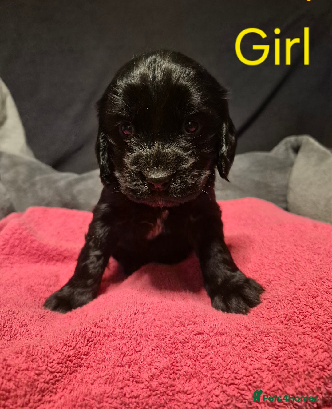 Mixed Breed dogs for sale: Sproker spaniel cross Cavalier King Charles  - Advert 9