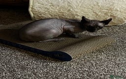 Sphynx cats for sale: margot is 2.5 years old looking for loving home.  - Advert 4