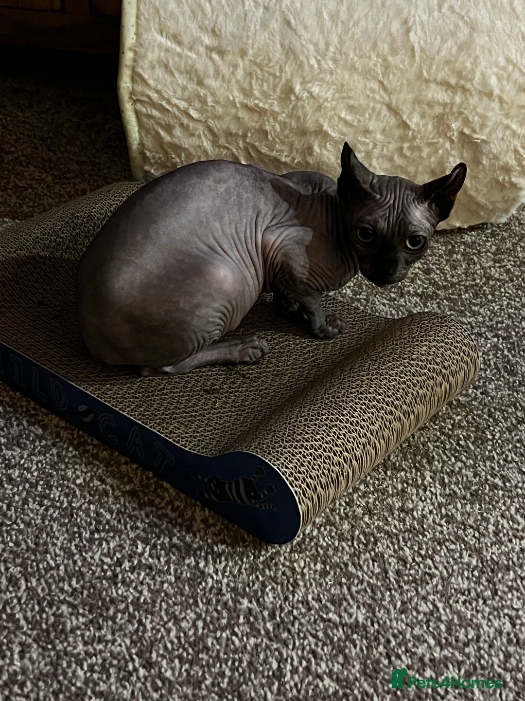 Sphynx cats for sale: margot is 2.5 years old looking for loving home.  - Advert 4