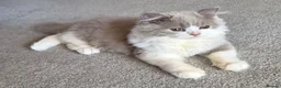 British Longhair cats for sale: Amazing loving boy  - Advert 8