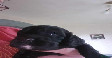 Cocker Spaniel dogs  2 K.C. Registered W C cocker spaniel boy puppies - Advert 3