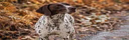 German Shorthaired Pointer dogs for sale: Outstanding versatile German Shorthaired Pointers - Advert 5