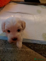 Maltipoo dogs F1 tiny adorable maltipoo - Advert 4