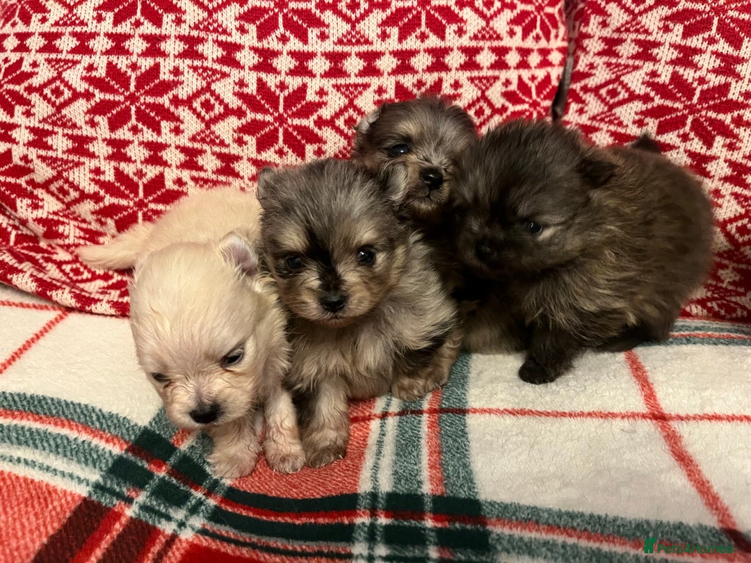 Pomeranian dogs for sale: Stunning Pomeranian puppys - Advert 16