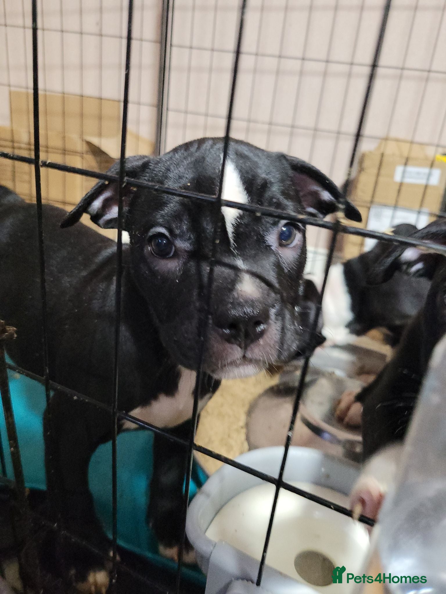 Mixed Breed dogs American Bulldog Cross Staffordshire Terrier Pups - Advert 2