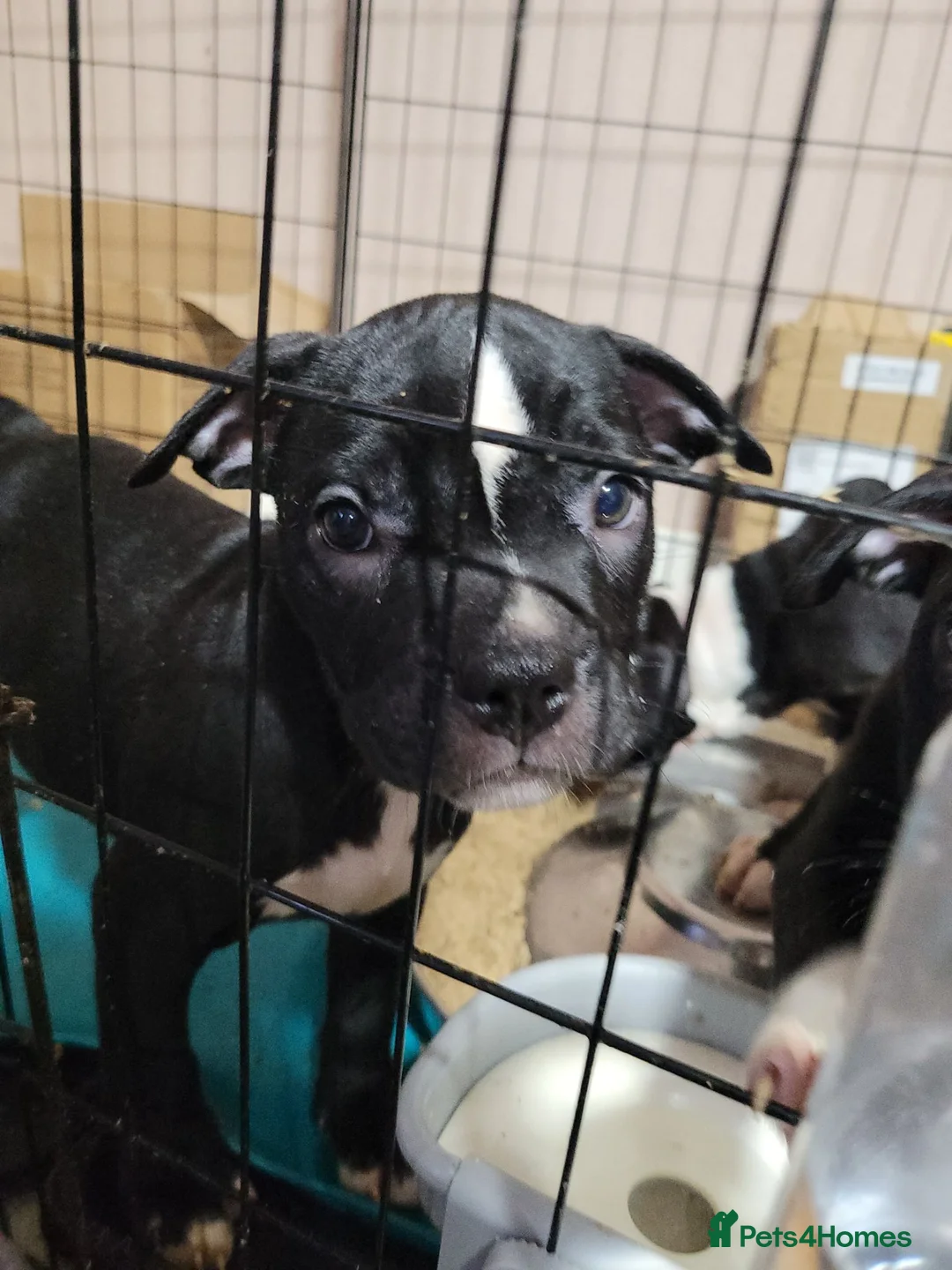 Mixed Breed dogs for sale: American Bulldog Cross Staffordshire Terrier Pups - Advert 1