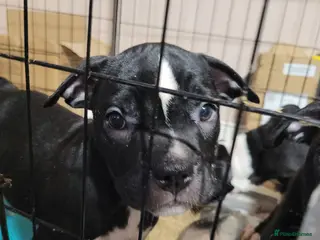 Mixed Breed dogs American Bulldog Cross Staffordshire Terrier Pups - Advert 2