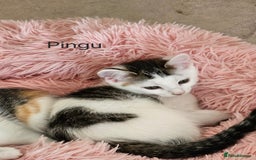Mixed Breed cats for adoption: Gorgeous bonded pair of rescue kittens - Image 12