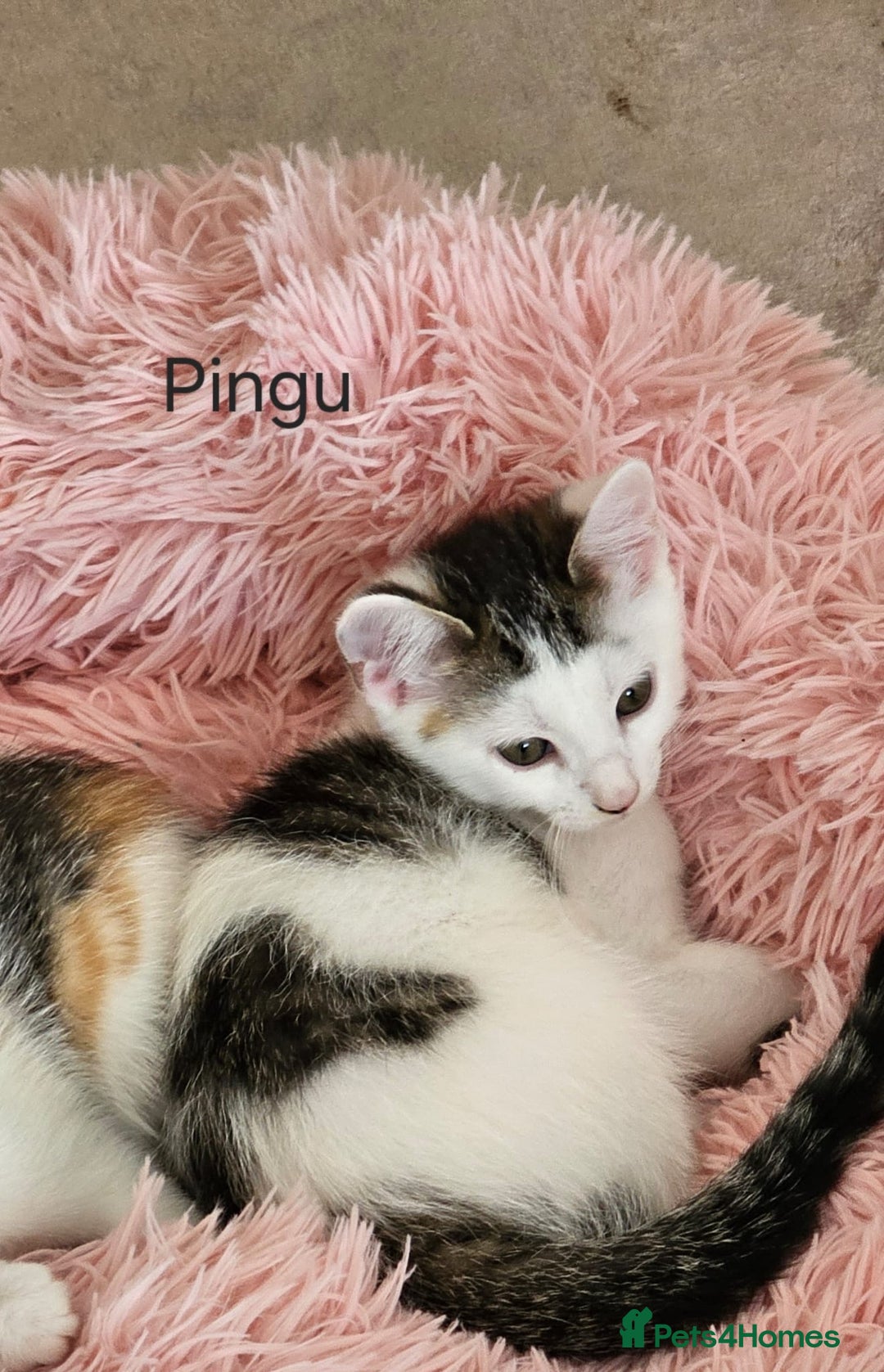 Mixed Breed cats for adoption: Gorgeous bonded pair of rescue kittens - Image 12