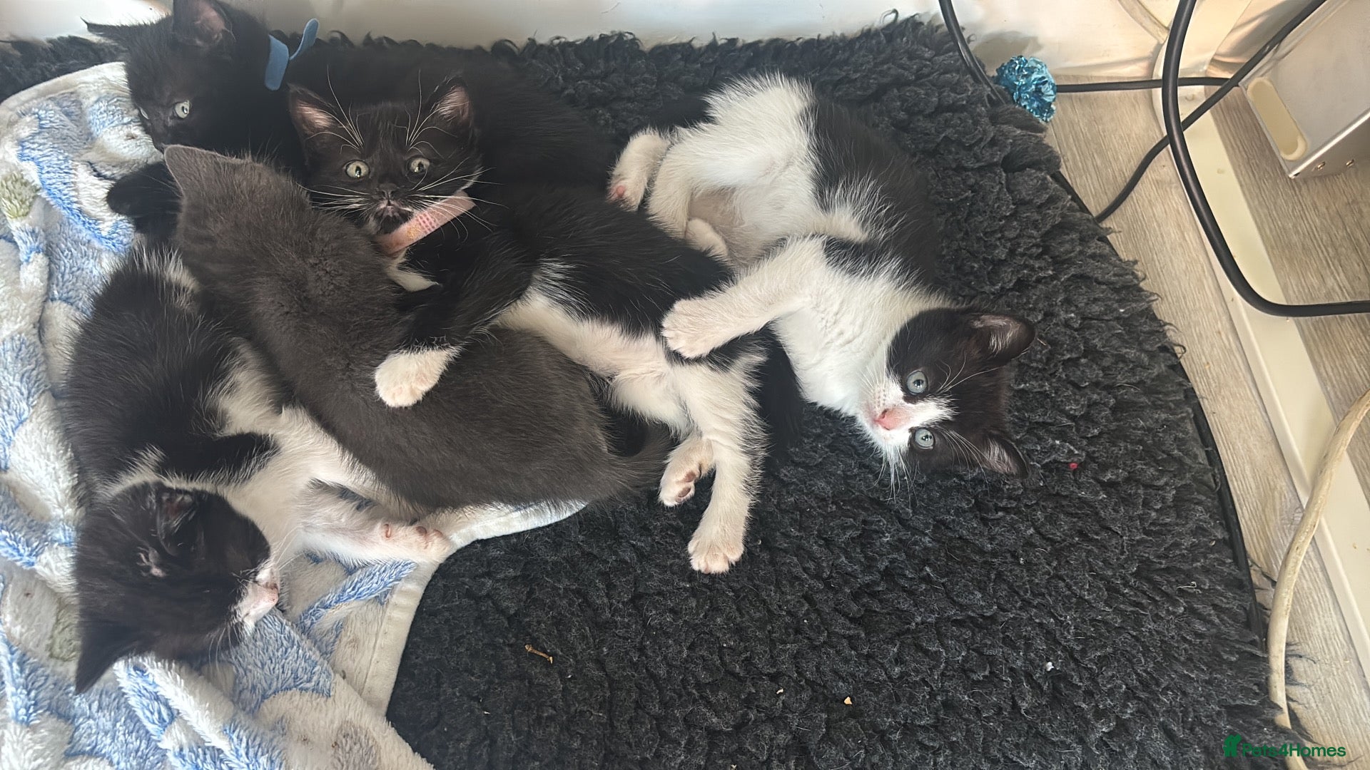 Mixed Breed cats Mixed breed kittens  - Advert 8