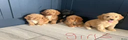 Cockapoo dogs for sale: Cockapoo pups ready now  - Advert 6