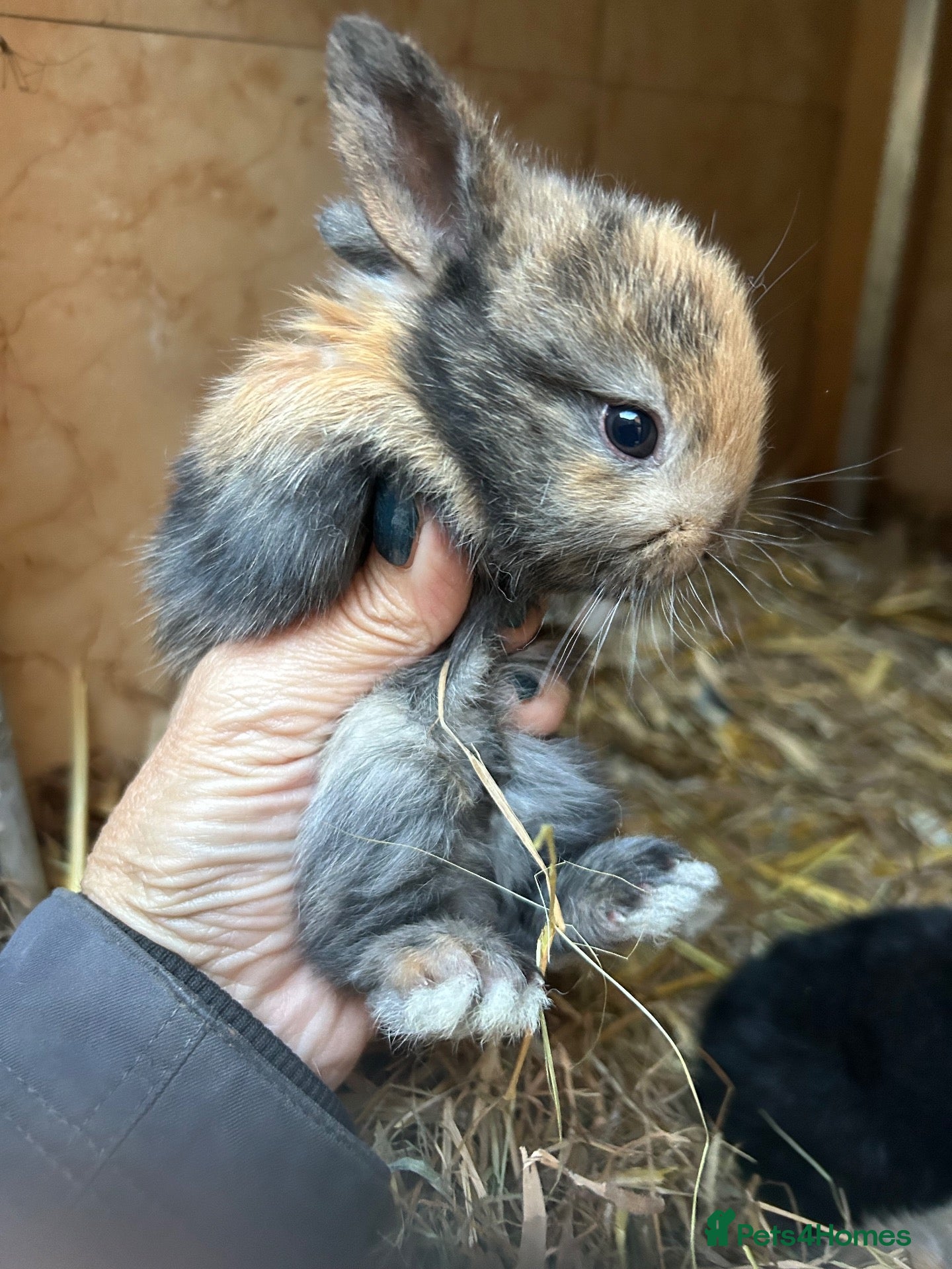Mini Lop rabbits Beautiful super friendly mini Rex X mini lop babys - Advert 10