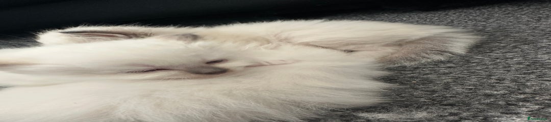 Birman Kitten 1