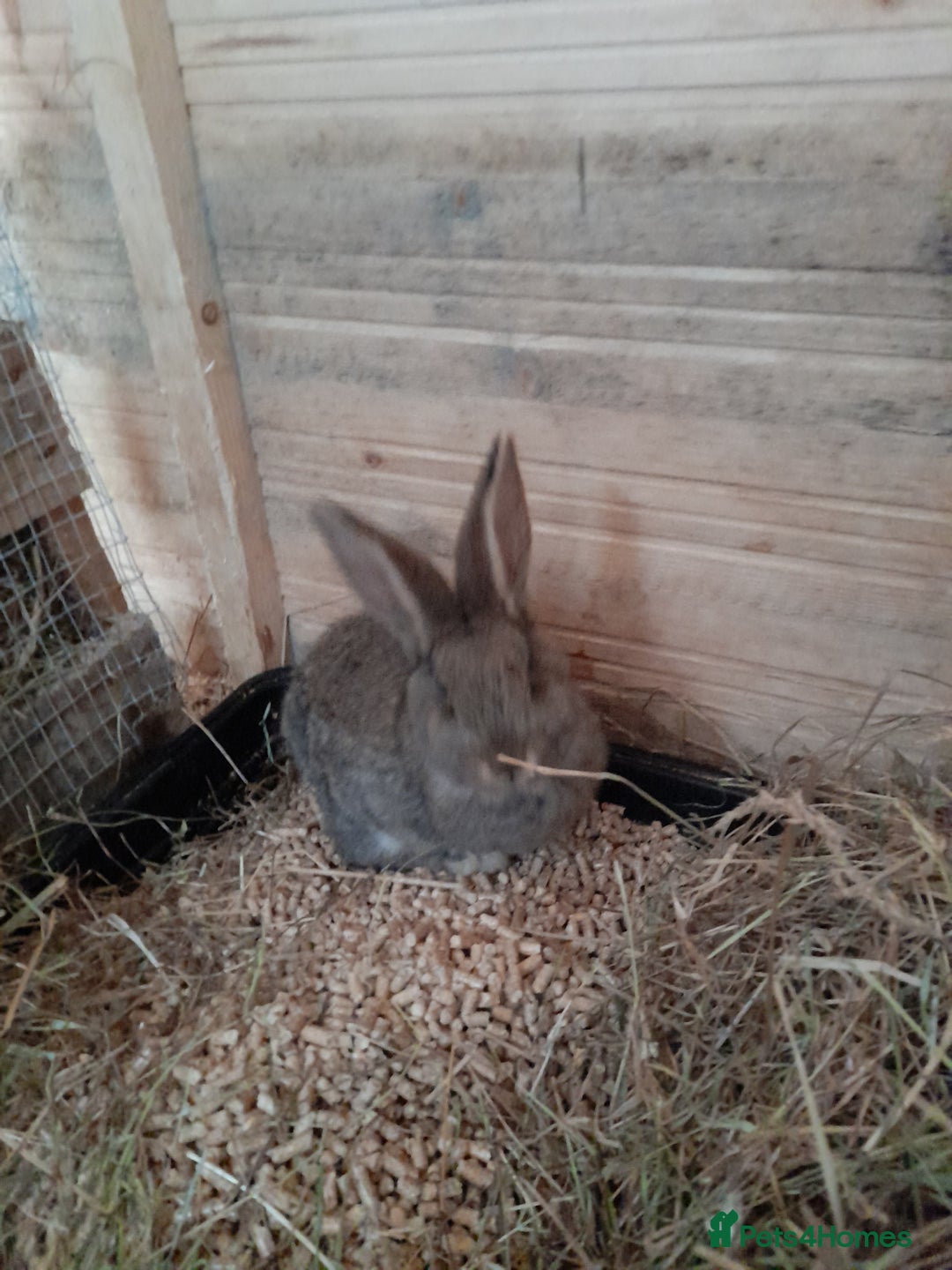 Continental Giant rabbits for sale: Beautiful Pure Continental Giant Babies - Advert 16