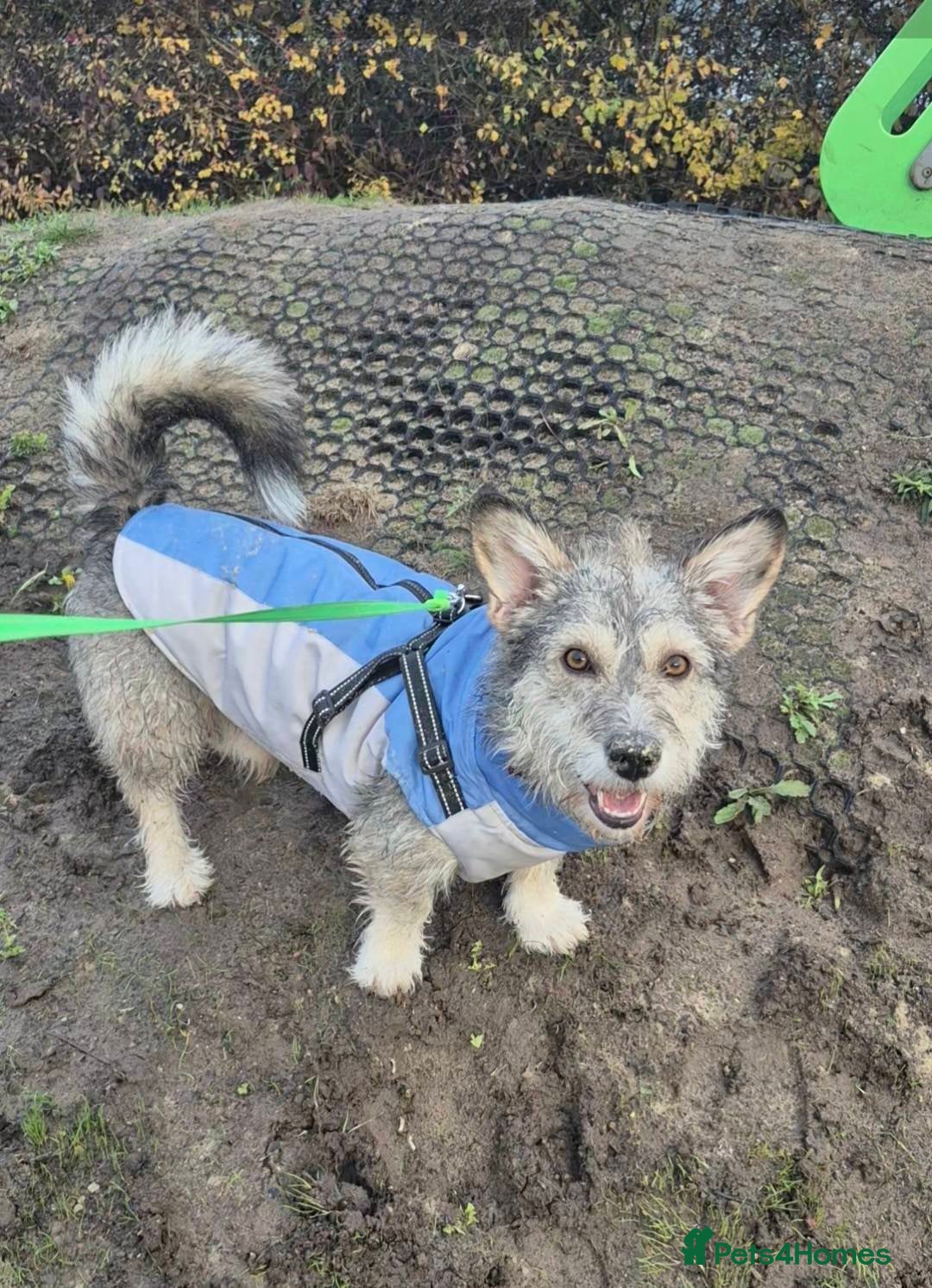 Mixed Breed dogs for adoption: 💙🐶SCRUFFY- A LITTLE LAD WITH A BIG HEART 💙🐶 - Advert 4