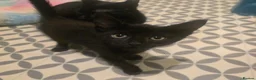 Mixed Breed cats for sale: 4 Gorgeous Kittens ( Price Varies)  - Advert 13