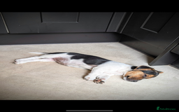 Jack Russell dogs for sale: Chunky Confident Terrier Pups for 5* Active Homes - Image 11