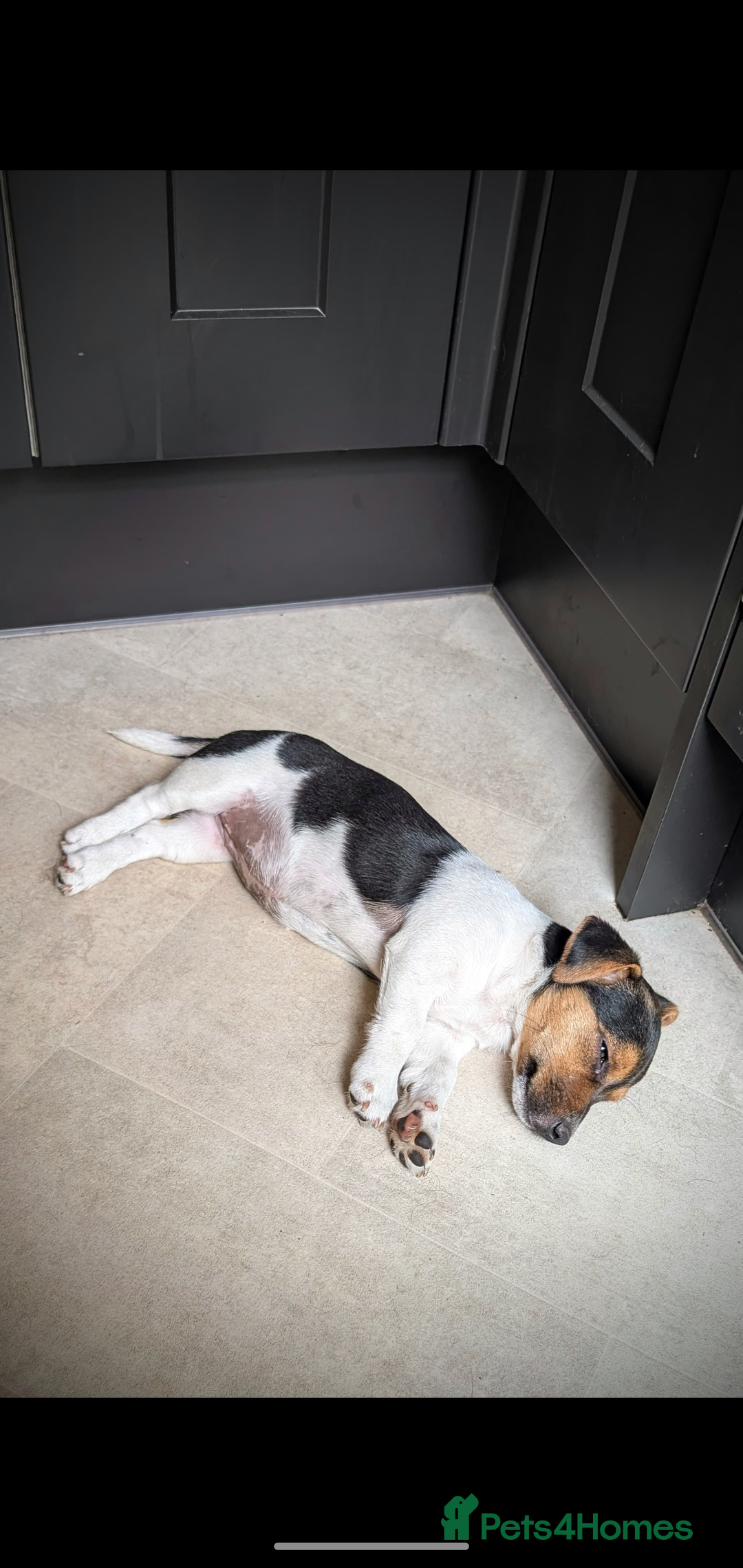 Jack Russell dogs for sale: Chunky Confident Terrier Pups for 5* Active Homes - Image 11
