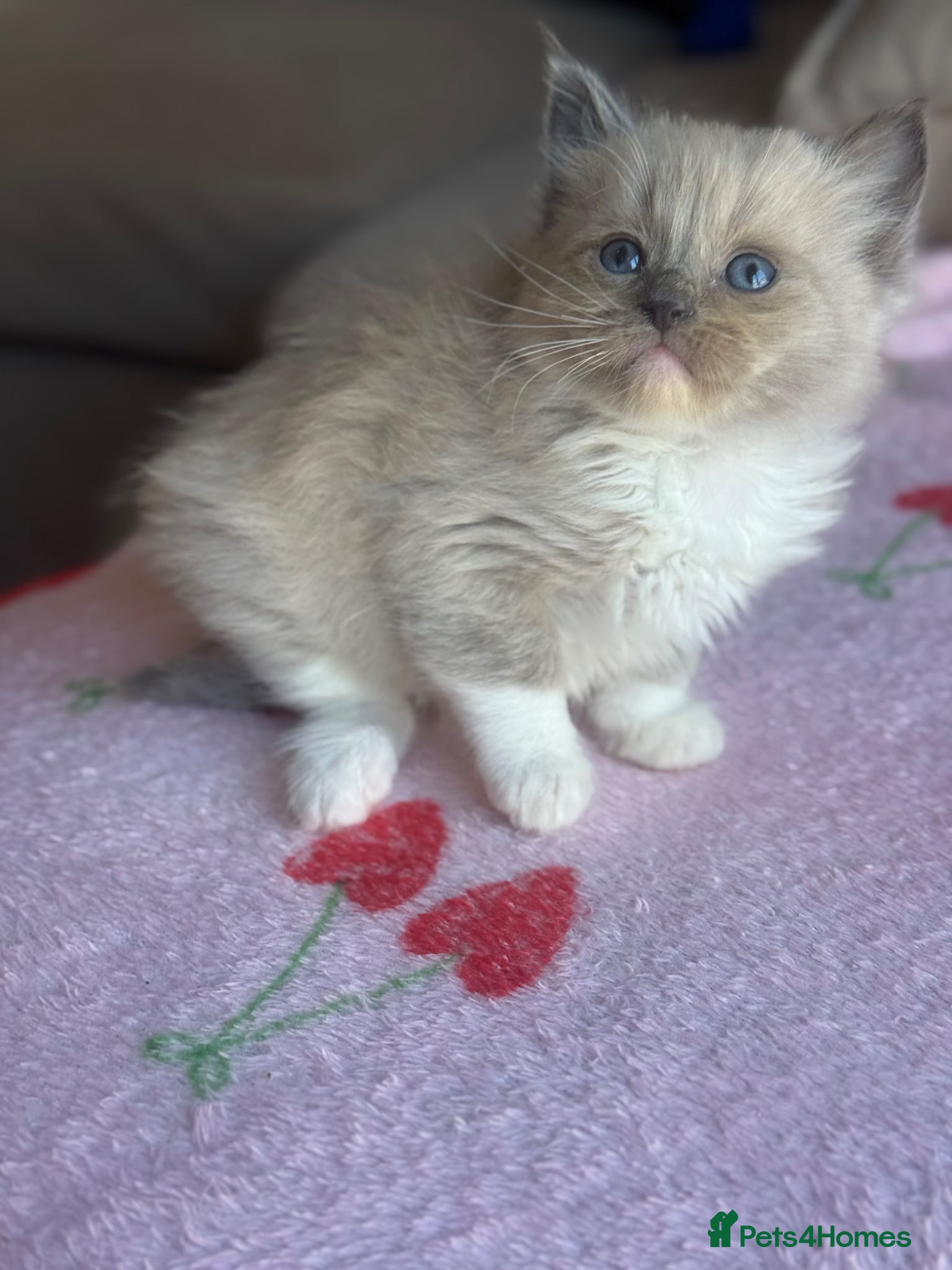 Ragdoll cats Cherubim ragdoll  - Advert 2