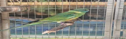 Parrots birds for sale: Amazons/Parrots/Parakeets available  - Advert 6