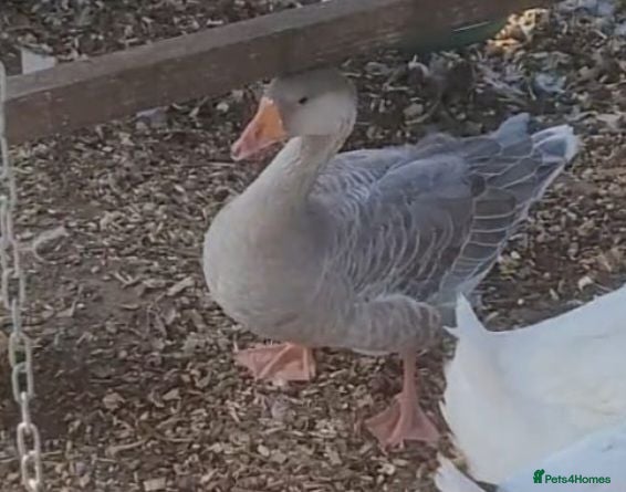 Geese poultry Female Lavender Goose for sale - Advert 4