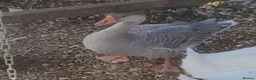 Geese poultry for sale: Female Lavender Goose for sale - Advert 1